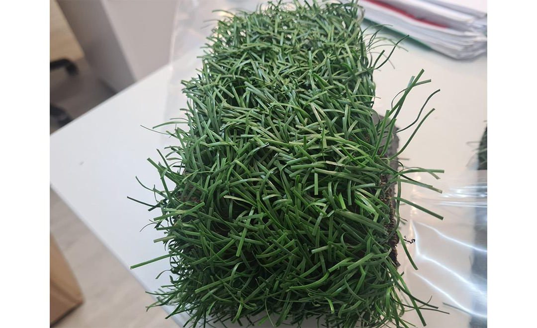The grass is always greener…